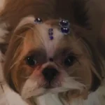 Cachorro com dermatite na pele, mostrando vermelhidão e coceira – sintomas comuns da dermatite canina