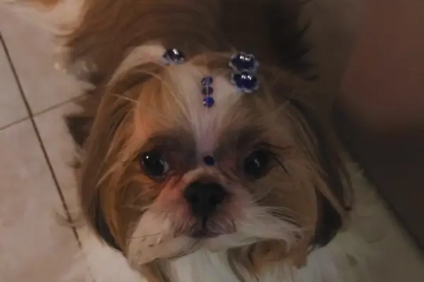 Cachorro com dermatite na pele, mostrando vermelhidão e coceira – sintomas comuns da dermatite canina