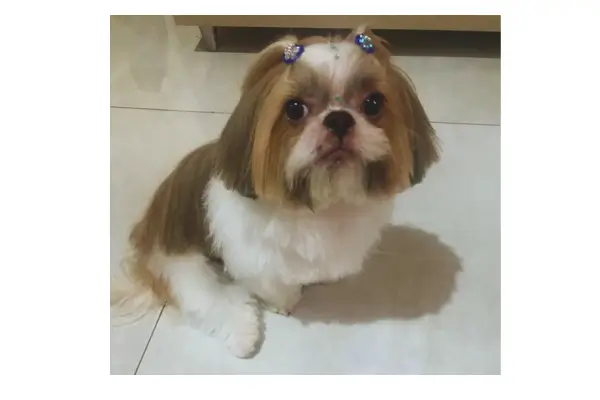 Dermatite em cachorros - o caso Pandora
