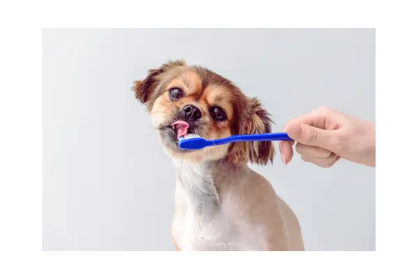 Tutor escovando os dentes do filhote, destacando os cuidados essenciais de higiene para a saúde do pet.