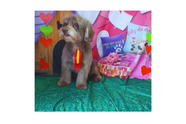 Leishmaniose em Cães Como Prevenir e Tratar