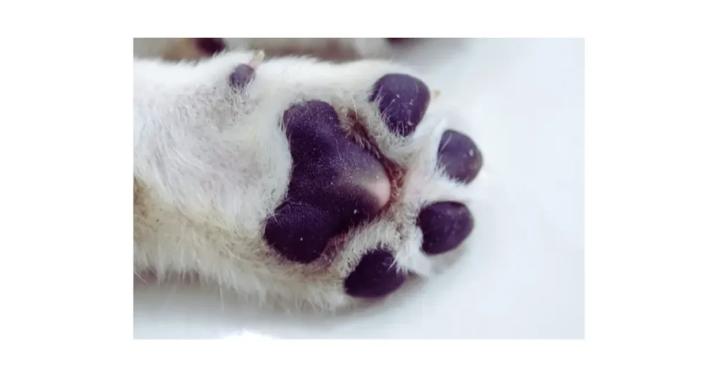 Patas de bichon frisé idoso recebendo hidratação com creme específico para cães