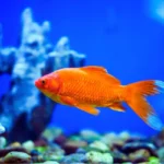 peixes em depressão
