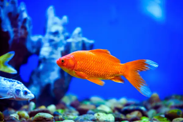Peixes Tristes? Entenda a Depressão nos Aquários peixes em depressão
