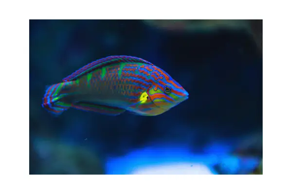 Peixe com coloração desbotada e comportamento letárgico