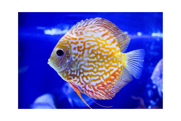 Peixe em aquário saudável mostrando comportamento natural