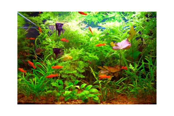 Peixes de aquário coloridos nadando em ambiente natural com plantas aquáticas, ilustrando saúde e vitalidade