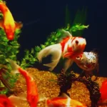 peixes de aquário