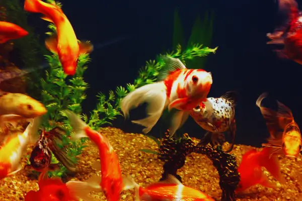 Peixes de Aquário: Dieta Natural que Aumenta a Vitalidade peixes de aquário