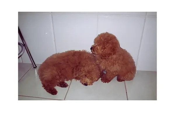 Pink e Fofão