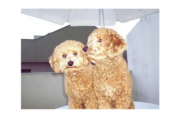 Pink e seu irmão Fofão