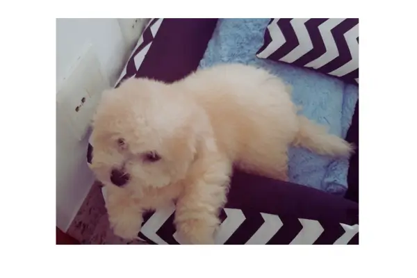 Ração para cachorro