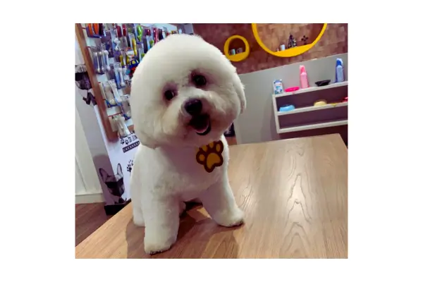 Recuperação do Bob
