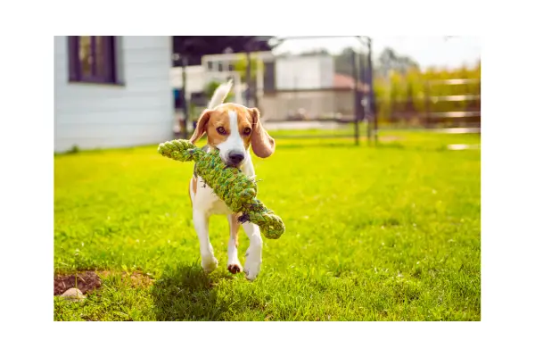 Brinquedos para cachorro