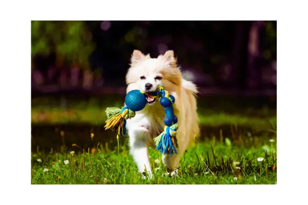 Tipos de Brinquedos para cachorro