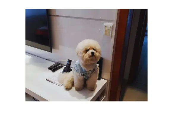 cachorro mancando