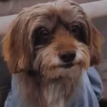 Cão Idoso - Conheça a história do Choco