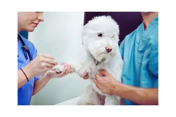 Veterinário realizando hemograma em cão, parte do diagnóstico da doença do carrapato