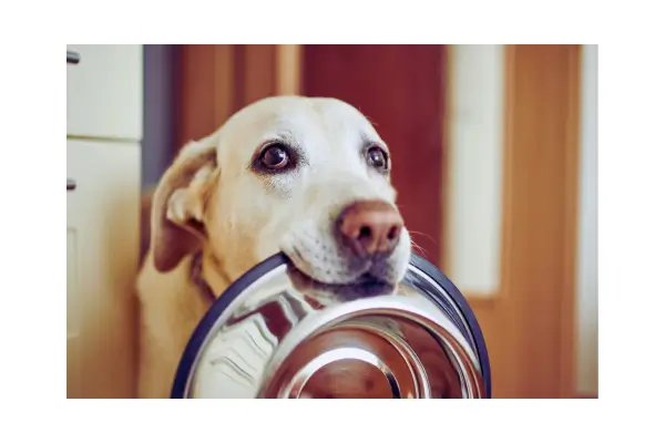 Alimentação natural  - cada cão é único