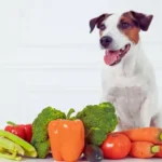 Cachorro feliz comendo alimentação natural caseira com frango, arroz integral e legumes coloridos