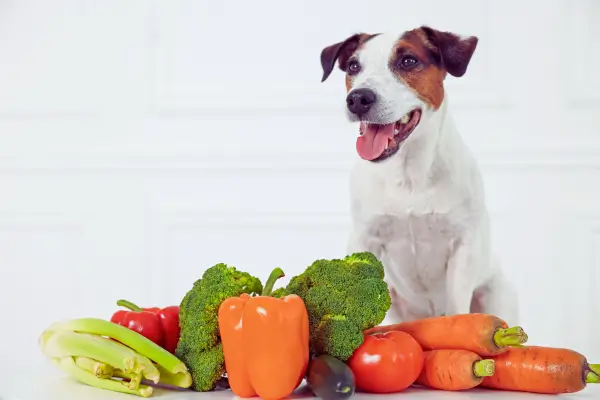 Cachorro feliz comendo alimentação natural caseira com frango, arroz integral e legumes coloridos