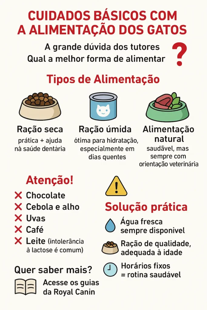 Cuidados básicos com a alimentação dos gatos