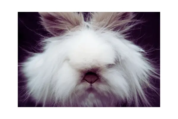 Coelho Lionhead