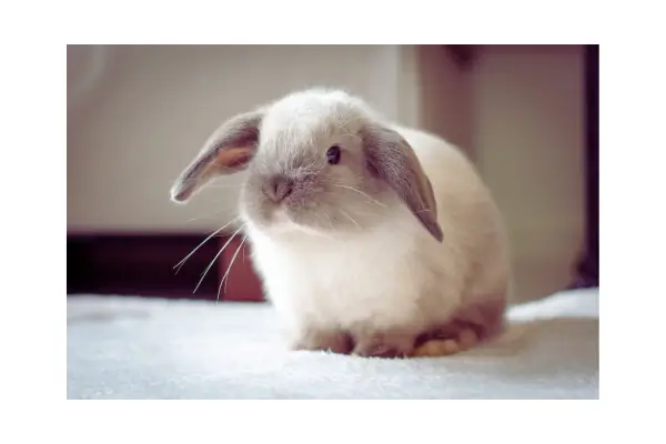 Coelho Mini Lop