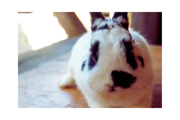 Coelho Netherland Dwarf