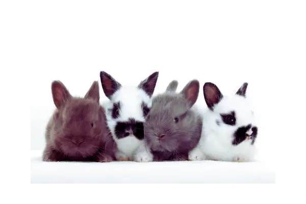 Coelhos de estimação