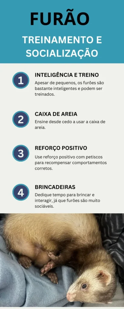 Treinamento e socialização do Furão