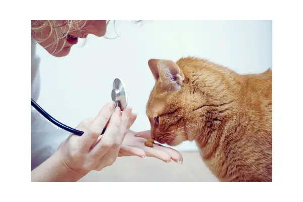 Gato no veterinário
