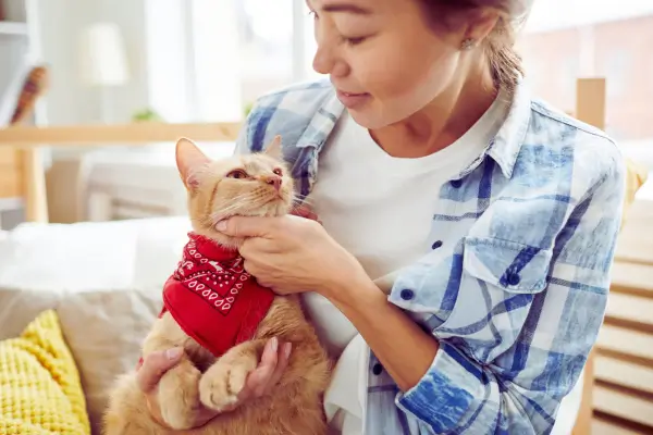 Gatos: Aprenda a Compreender e Cuidar do Seu Pet Gato doméstico brincando com tutor - dicas de como cuidar do seu pet