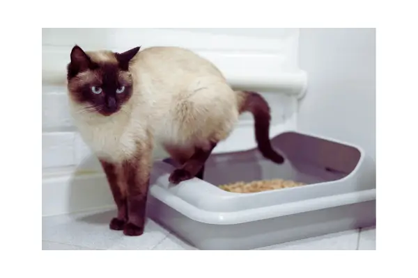 Higiene dos gatos