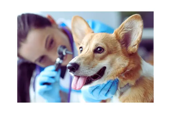 Veterinário realizando tratamento de otite em cachorro