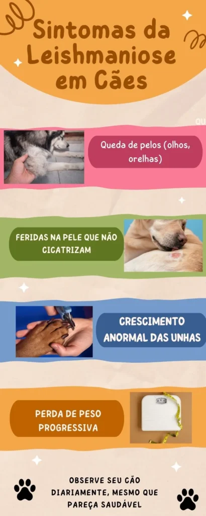 Sintomas da Leishmaniose em Cães