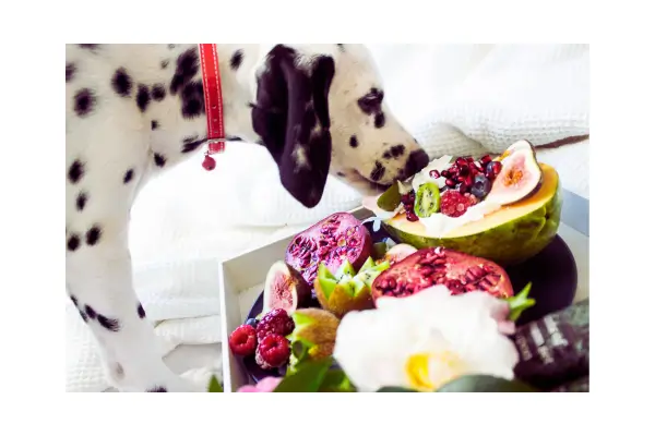 Cachorro saudável comendo alimentação natural e balanceada