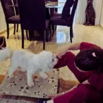 Bichon Frisé realizando fisioterapia para displasia coxofemoral com acompanhamento de veterinária