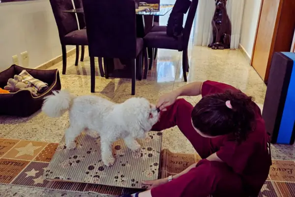 Bichon Frisé realizando fisioterapia para displasia coxofemoral com acompanhamento de veterinária
