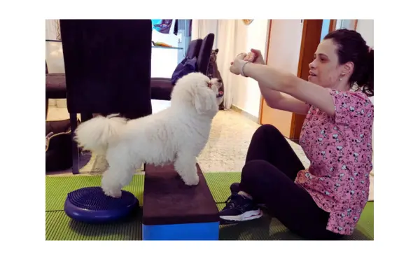 Bob fazendo fisioterapia