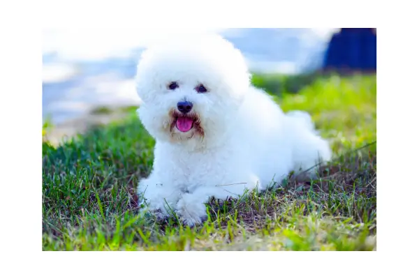 cardápio pet adulto