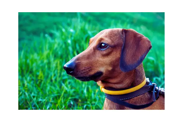 coleira antiparasitária para cães