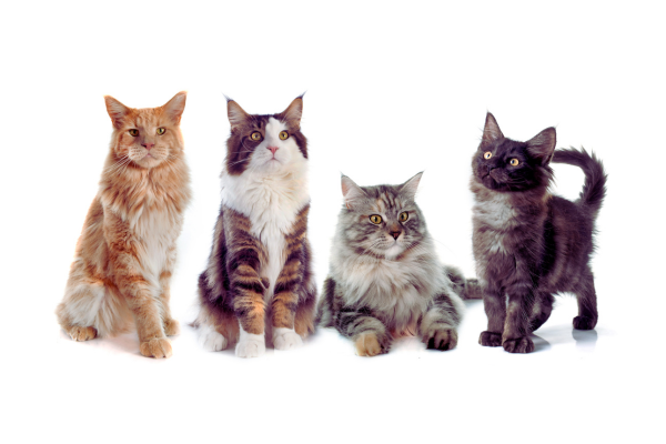 A fofurice dos gatos