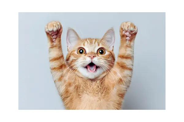 gatos