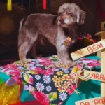 Leishmaniose em cães: prevenção e tratamento para garantir saúde e bem-estar do pet