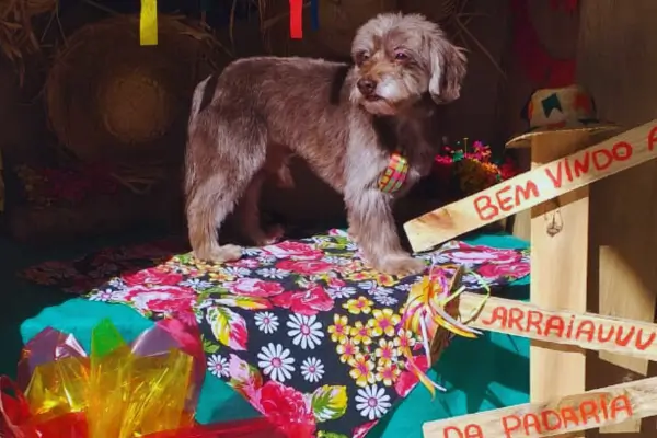 Leishmaniose em cães: prevenção e tratamento para garantir saúde e bem-estar do pet