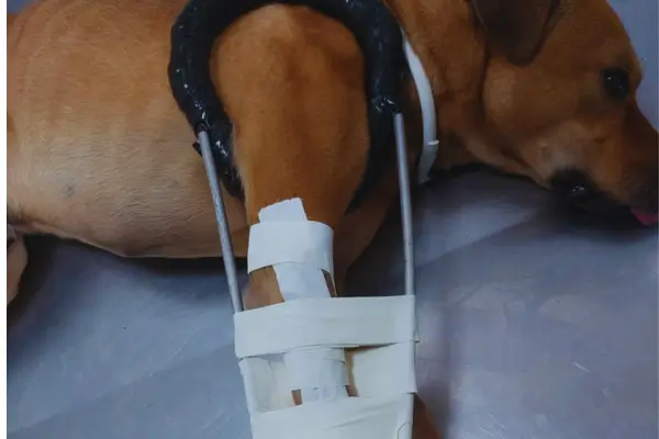 ADOÇÃO DE CACHORRO CARAMELO