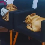 cachorros caramelos adotados felizes relaxando na escola de dança