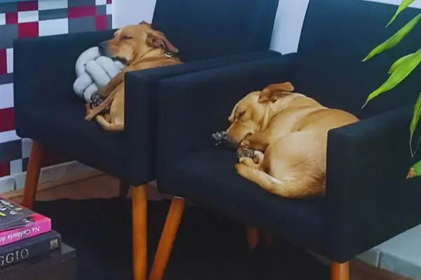 cachorros caramelos adotados felizes relaxando na escola de dança