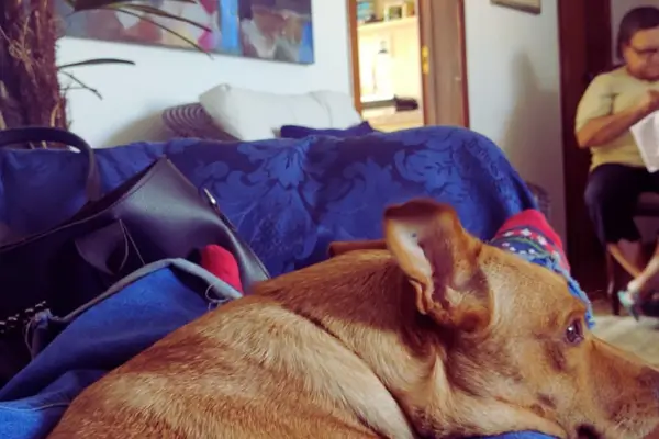 Pandora em seu novo lar